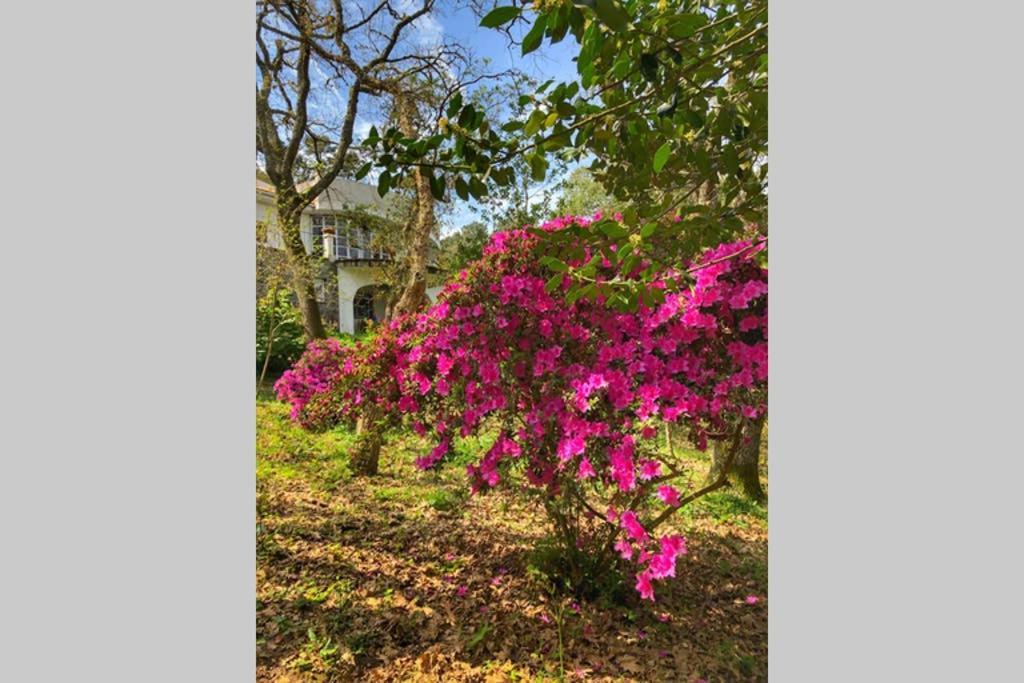 Quinta Biologica, Com Vista, Na Serra De Σίντρα Εξωτερικό φωτογραφία