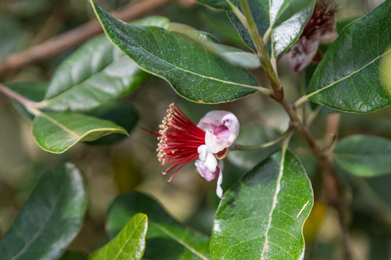 Quinta Biologica, Com Vista, Na Serra De Σίντρα Εξωτερικό φωτογραφία