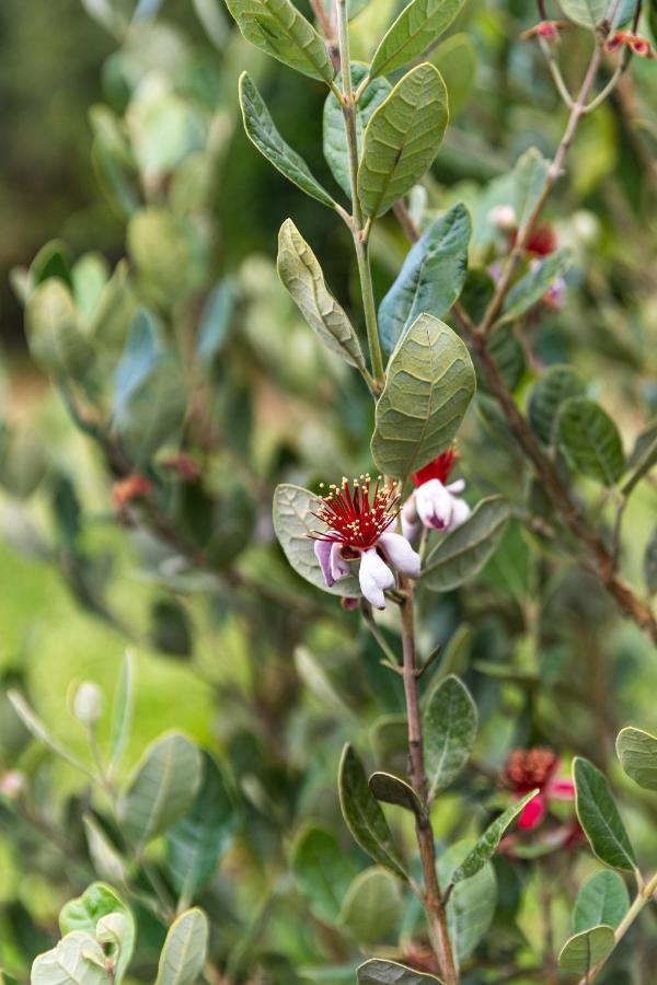 Quinta Biologica, Com Vista, Na Serra De Σίντρα Εξωτερικό φωτογραφία