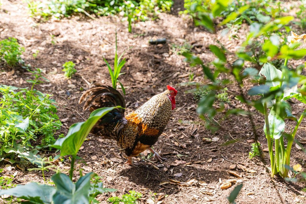 Quinta Biologica, Com Vista, Na Serra De Σίντρα Εξωτερικό φωτογραφία