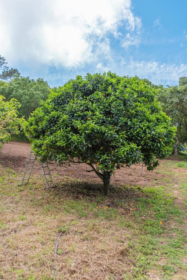 Quinta Biologica, Com Vista, Na Serra De Σίντρα Εξωτερικό φωτογραφία