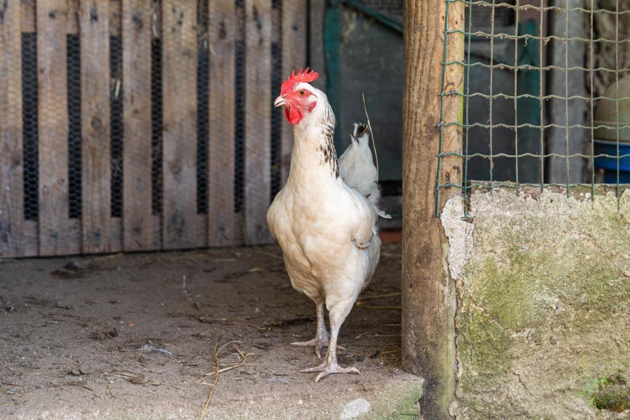Quinta Biologica, Com Vista, Na Serra De Σίντρα Εξωτερικό φωτογραφία