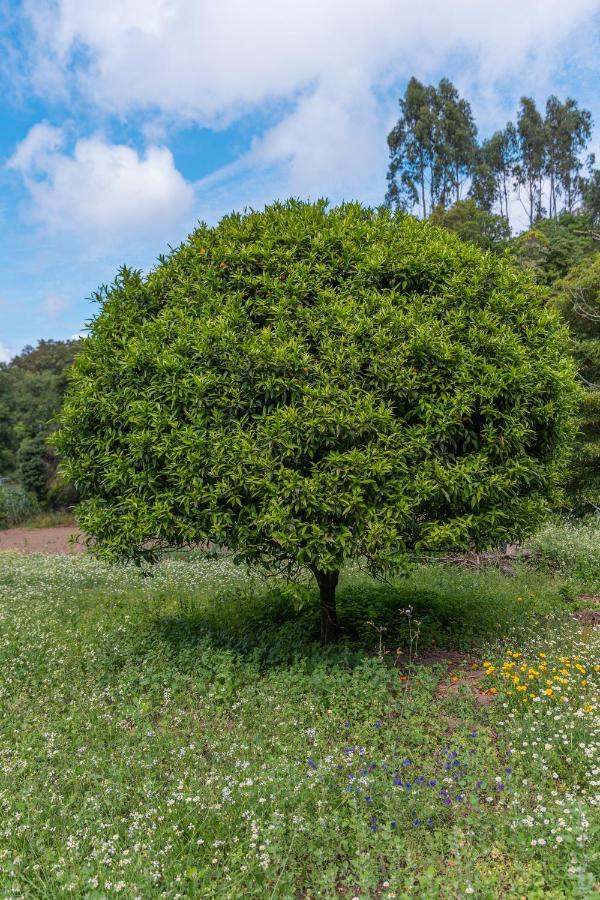 Quinta Biologica, Com Vista, Na Serra De Σίντρα Εξωτερικό φωτογραφία